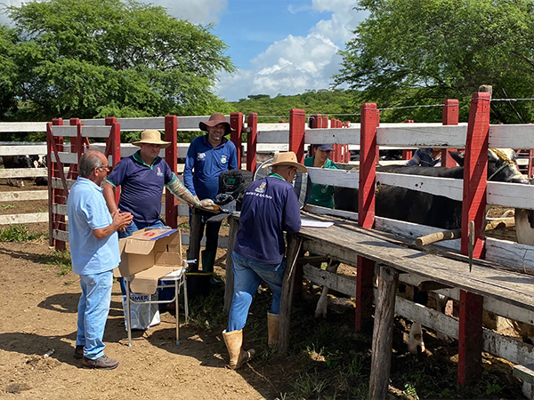 Programa Mais Pecuária Brasil impulsiona melhoramento genético da bovinocultura em Mombaça